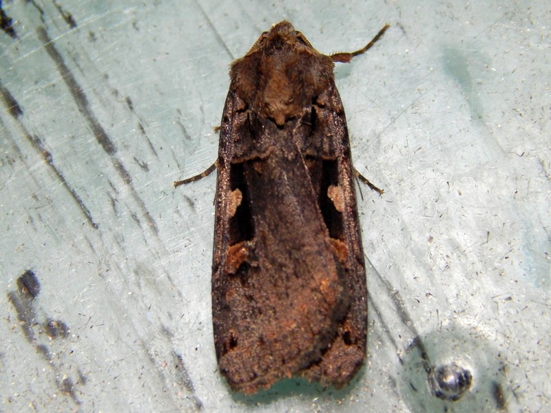 Richiesta ID Noctuidae - Xestia (Megasema) c-nigrum